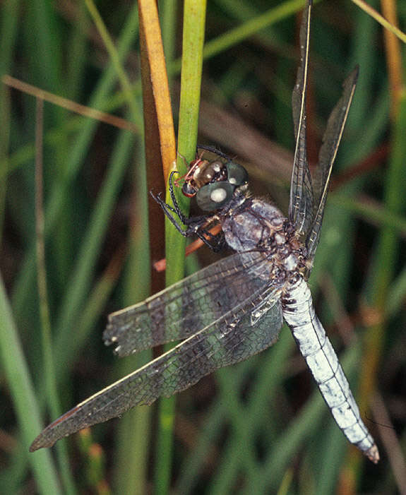 Image of Keeled Skimmer