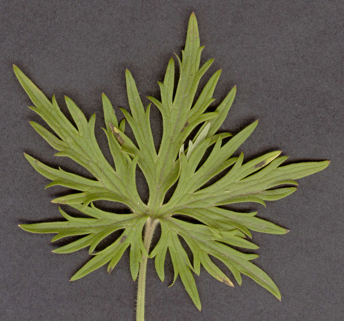 Image of common buttercup