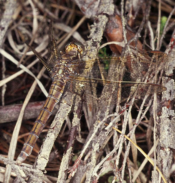 Image of Keeled Skimmer