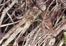 Image of Keeled Skimmer