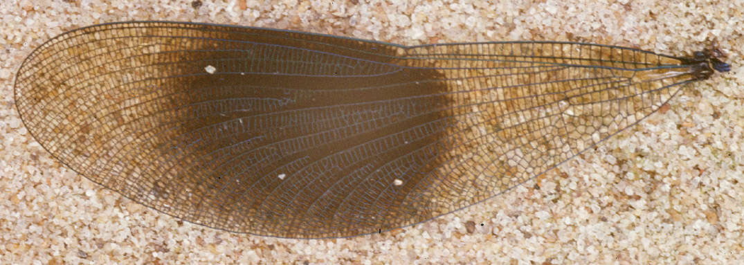 Image of Banded Agrion