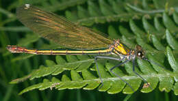 Image of Banded Agrion