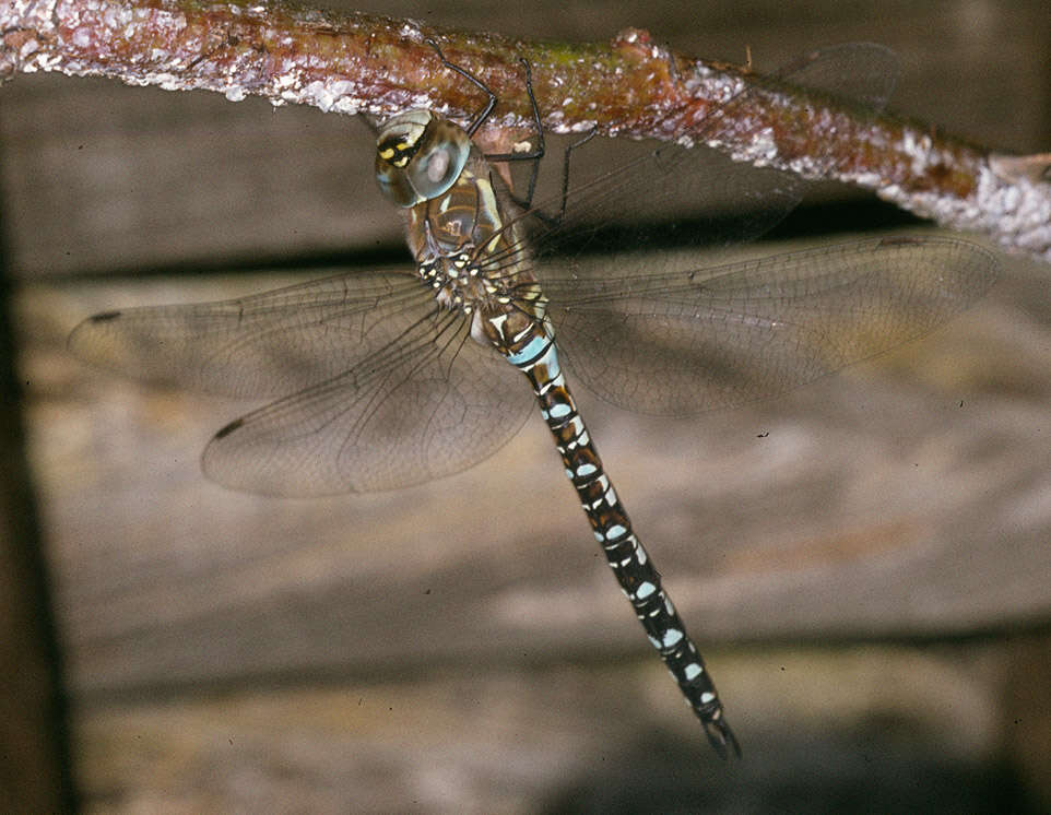 Image of Migrant Hawker