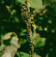 Image of Migrant Hawker