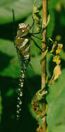 Image of Migrant Hawker