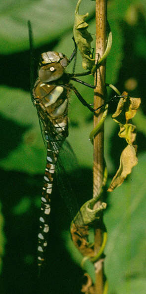 Image of Migrant Hawker