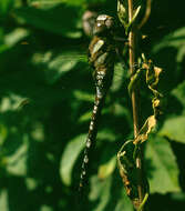 Image of Migrant Hawker