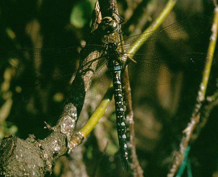 Image of Migrant Hawker