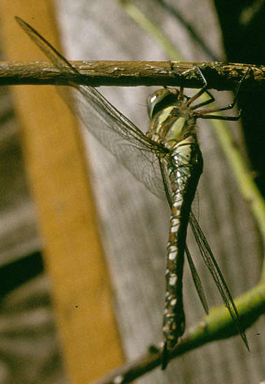 Image of Migrant Hawker