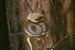 Image of Migrant Hawker