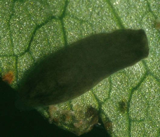 Image of Polycelis felina (Dalyell 1814)