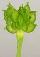 Image of common buttercup