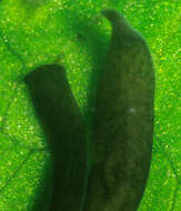 Image of Polycelis felina (Dalyell 1814)