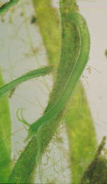 Image of Hydra viridissima Pallas 1766