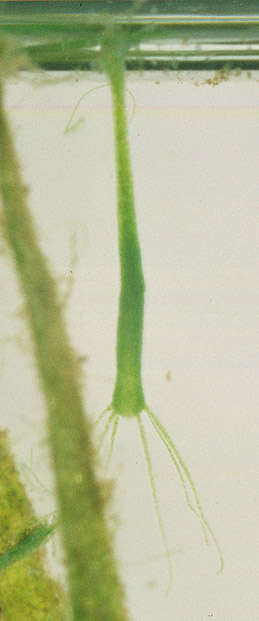 Слика од Hydra viridissima Pallas 1766