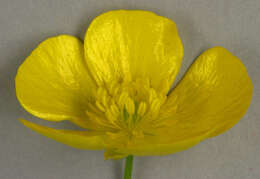 Image of common buttercup