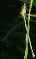 Image of Coenagrion puella