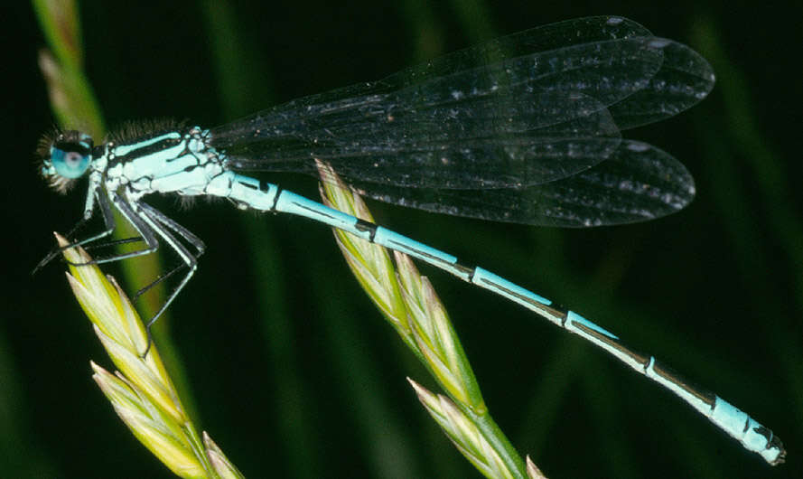 Image of Coenagrion puella