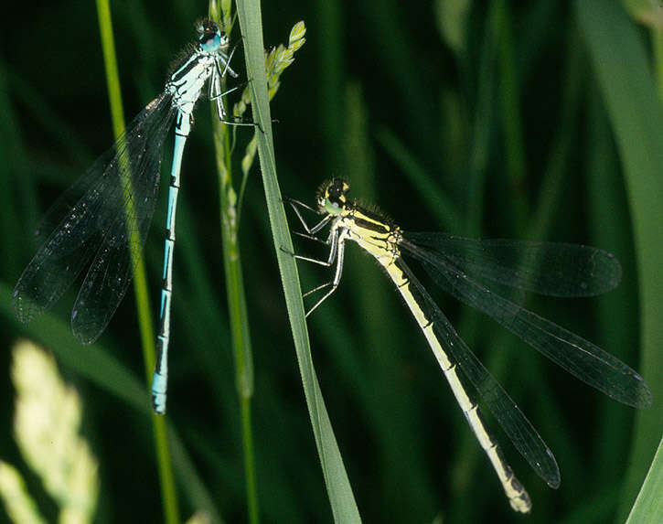 Image of Coenagrion puella