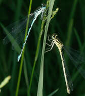 Image of Coenagrion puella