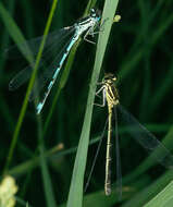 Image of Coenagrion puella