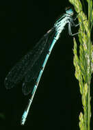 Image of Coenagrion puella