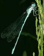 Image of Coenagrion puella