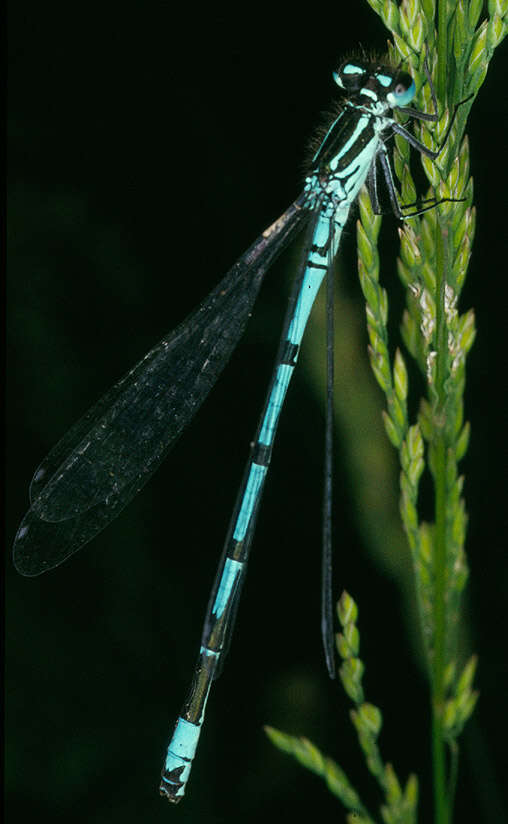 Image of Coenagrion puella