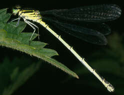 Image of Coenagrion puella