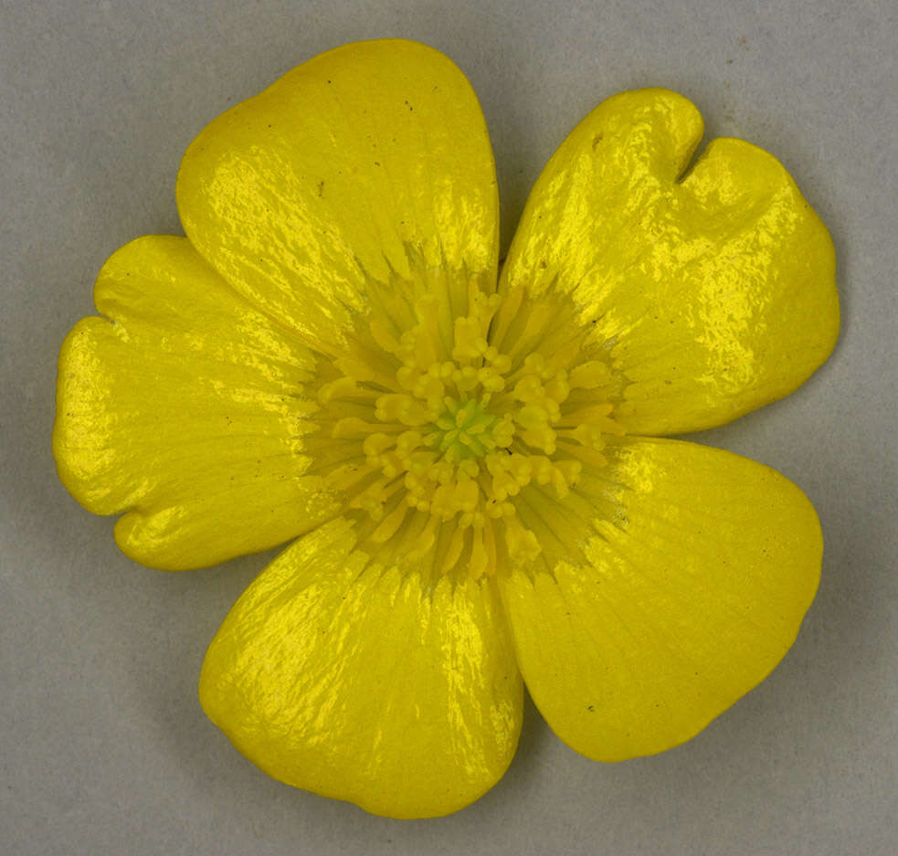 Image of common buttercup