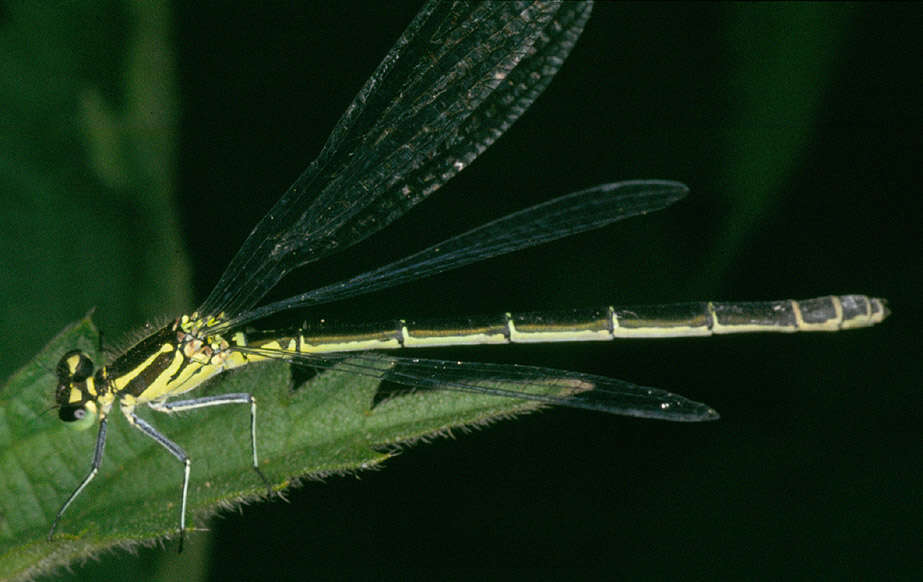 Image of Coenagrion puella