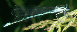 Image of Coenagrion puella