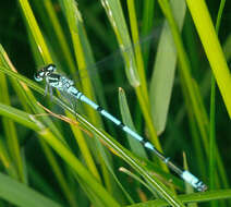 Image of Coenagrion puella