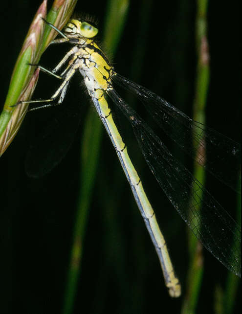 Image of Coenagrion puella