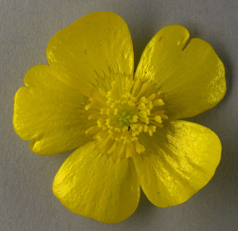 Image of common buttercup