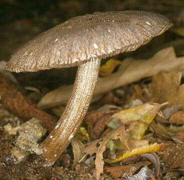 Pluteus umbrosus (Pers.) P. Kumm. 1871 resmi