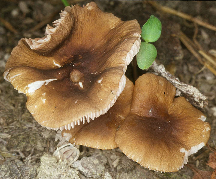 Image of Pluteus romellii (Britzelm.) Sacc. 1895