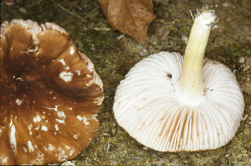 Image of Pluteus romellii (Britzelm.) Sacc. 1895