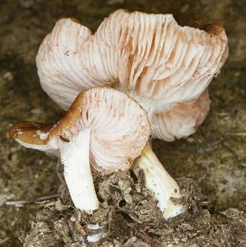 Image of Pluteus romellii (Britzelm.) Sacc. 1895