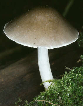 Pluteus salicinus (Pers.) P. Kumm. 1871 resmi