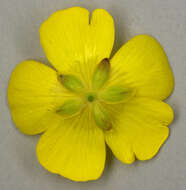 Image of common buttercup