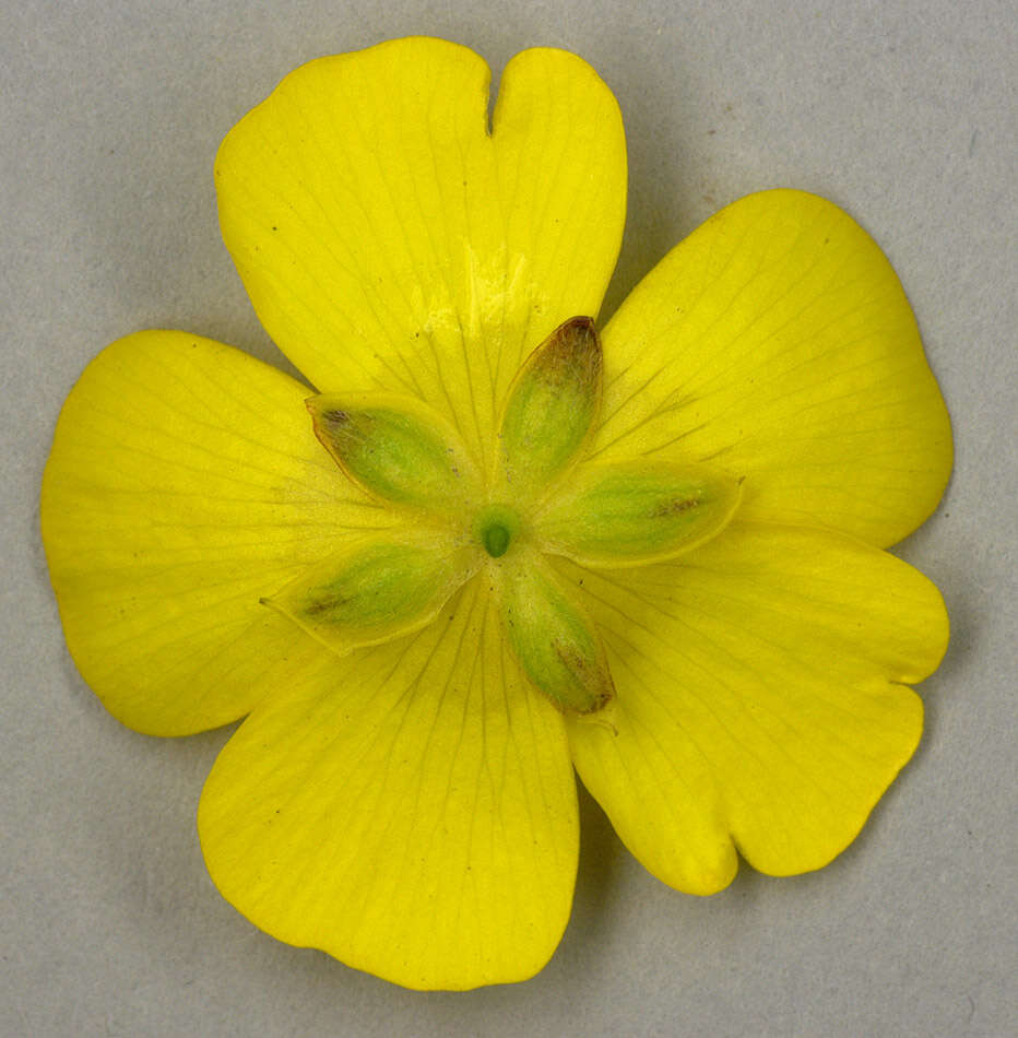 Image of common buttercup