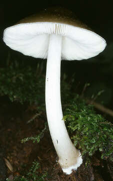 Pluteus salicinus (Pers.) P. Kumm. 1871 resmi