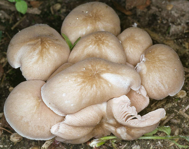 Image of Pluteus plautus (Weinm.) Gillet 1876