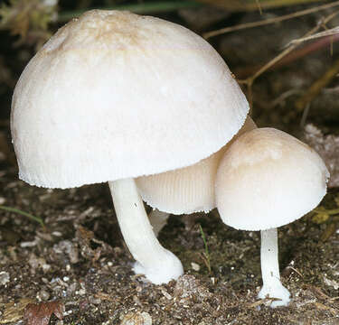 Image of Pluteus plautus (Weinm.) Gillet 1876