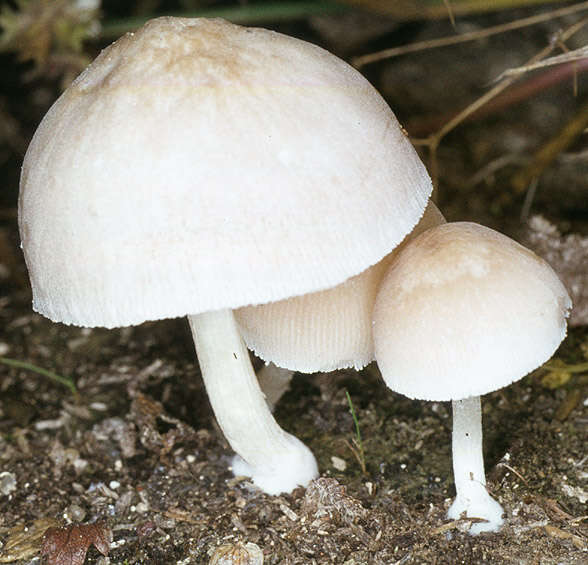 Image of Pluteus plautus (Weinm.) Gillet 1876