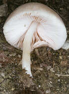 Image of Pluteus plautus (Weinm.) Gillet 1876