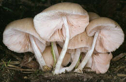 Image of Pluteus plautus (Weinm.) Gillet 1876