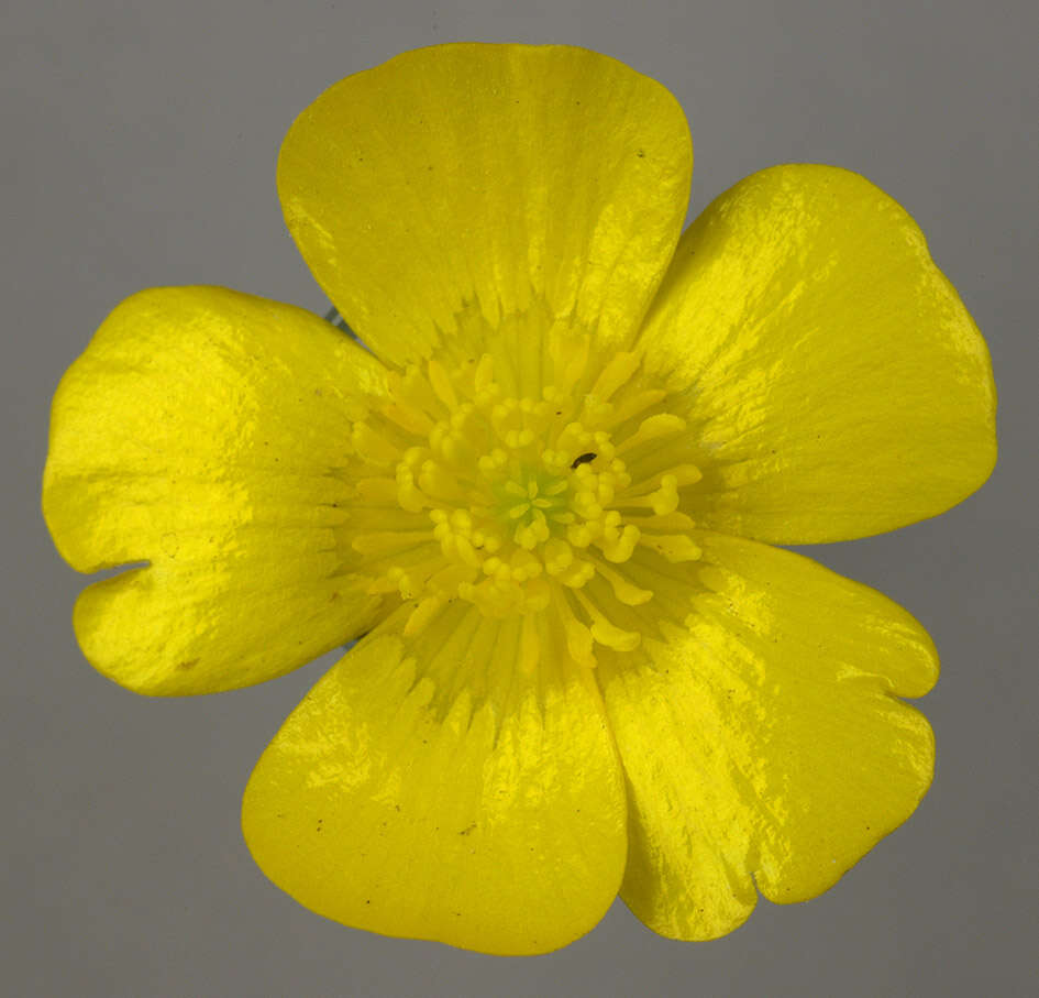 Image of common buttercup