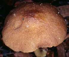 Image of Pluteus romellii (Britzelm.) Sacc. 1895